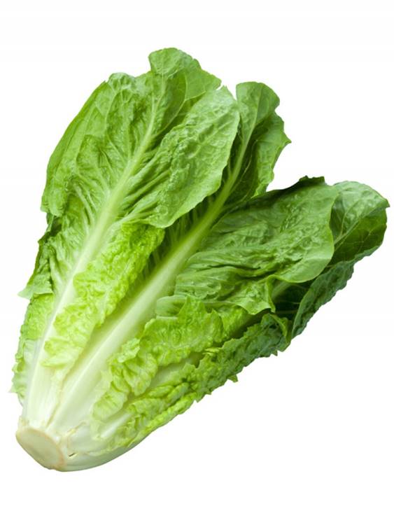 LATTUGA VERDE DI SESTU GR.50